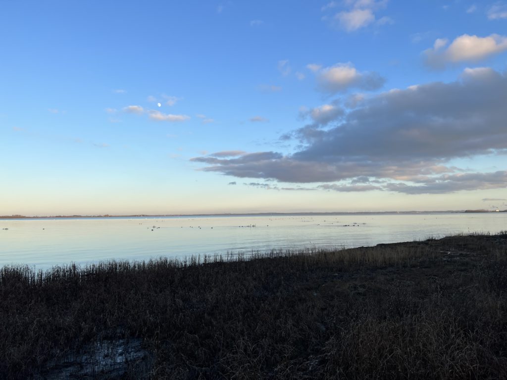 Ufer der Wohlenberger Wiek mit Schilf